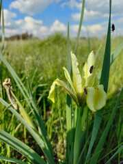 Iris grant-duffii