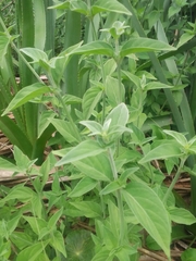 Dicliptera squarrosa