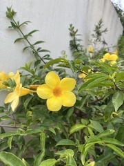 Allamanda cathartica
