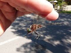 Somatochlora tenebrosa