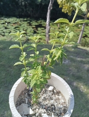 Lippia graveolens