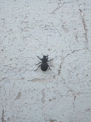 Scotobius pilularius