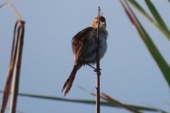 Cisticola tinniens