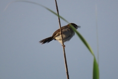 Cisticola tinniens