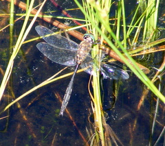 Somatochlora kennedyi