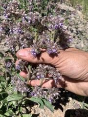 Phacelia mutabilis