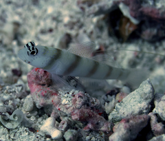 Amblyeleotris steinitzi