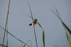Cisticola tinniens