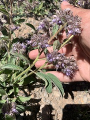Phacelia mutabilis