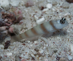 Amblyeleotris steinitzi