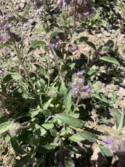 Phacelia mutabilis