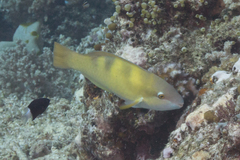 Scarus dimidiatus