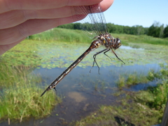 Somatochlora williamsoni