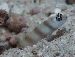 Amblyeleotris steinitzi