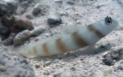 Amblyeleotris steinitzi