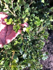 Ilex crenata