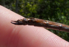 Somatochlora kennedyi