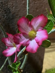 Adenium