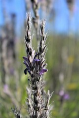Mirandea grisea