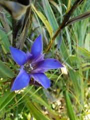 Gentiana puberulenta