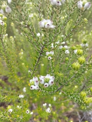 Phylica ericoides