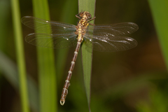 Hemigomphus heteroclytus