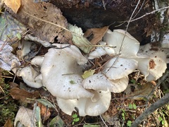 Pleurotus populinus