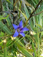 Gentiana puberulenta