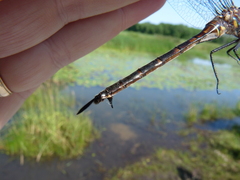 Somatochlora williamsoni