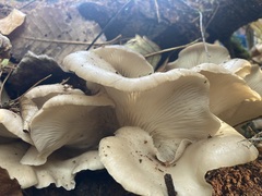 Pleurotus populinus
