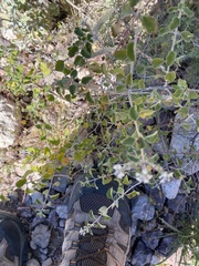 Aloysia