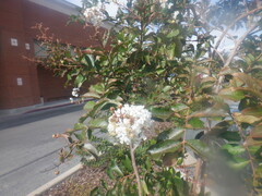 Lagerstroemia indica