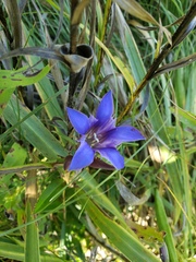 Gentiana puberulenta