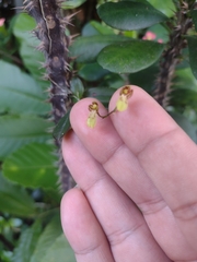 Leochilus