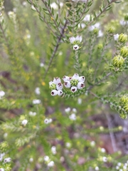 Phylica ericoides
