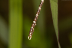 Hemigomphus heteroclytus