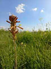 Asphodeline lutea