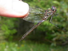 Somatochlora williamsoni