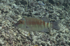 Lethrinus erythropterus