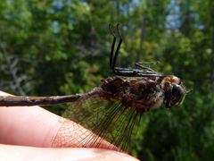 Somatochlora kennedyi