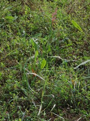 Sorghum halepense