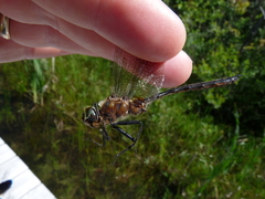 Somatochlora kennedyi