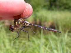 Somatochlora walshii