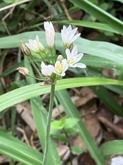 Allium trifoliatum