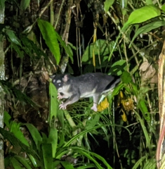 Philander opossum