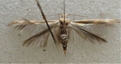 Stathmopoda horticola