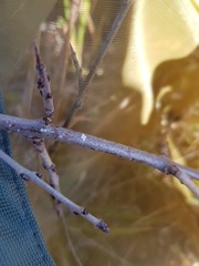 Satyrium spini
