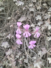 Pelargonium peltatum