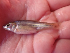 Notropis braytoni