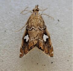 Glaucocharis leucoxantha